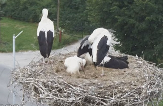 Slika pregleda web-kamere storks Lesko